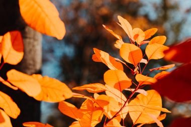 Red foliage in an autumn forest against sunlight.  Macro nature photography.